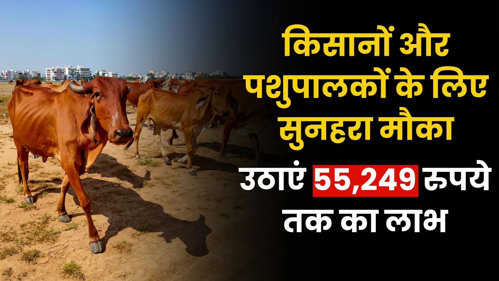 Animal Husbandry Scheme 2025: किसानों और पशुपालकों के लिए सुनहरा मौका, उठाएं 55,249 रुपये तक का लाभ..