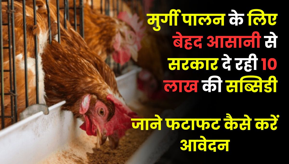 Poultry Farming Yojana 2025: मुर्गी पालन के लिए बेहद आसानी से सरकार दे रही 10 लाख की सब्सिडी, जाने फटाफट कैसे करें आवेदन